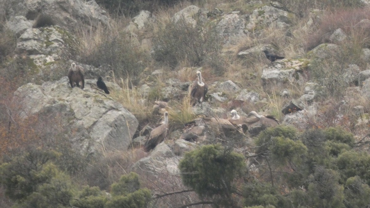 Крук звичайний - ML646799592