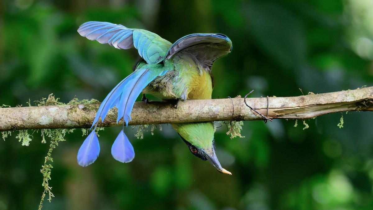 And Motmotu - ML646799593