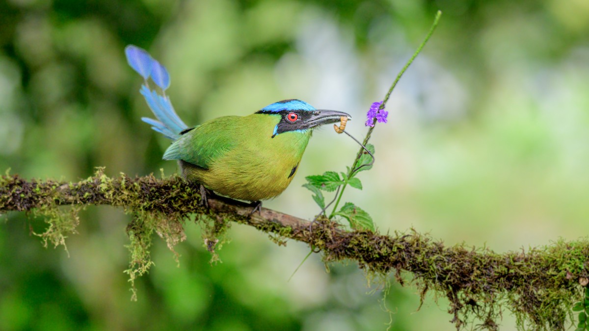 And Motmotu - ML646799594