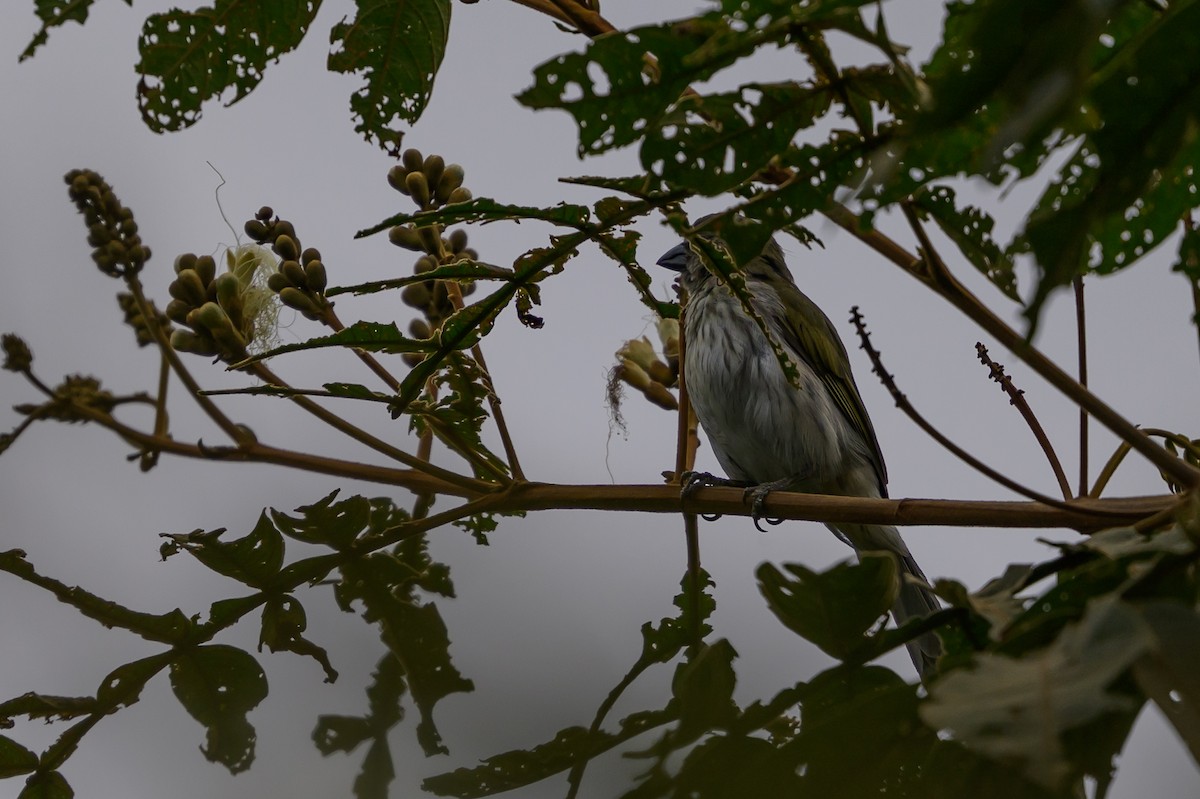 krattsaltator - ML646799595