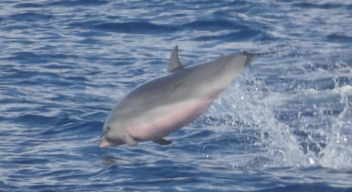 Fraser's Dolphin - ML646799596