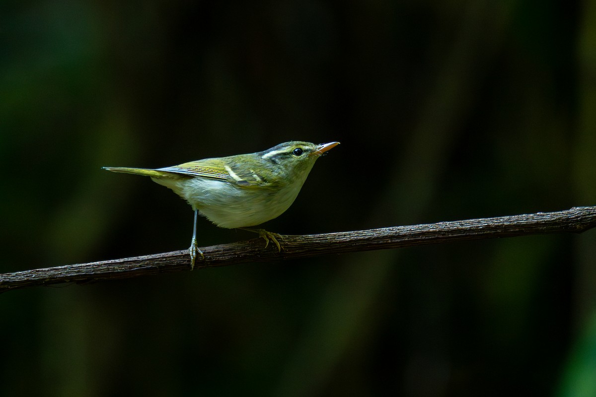 Yellow-browed Warbler - ML646799598