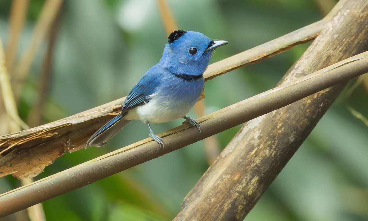 Black-naped Monarch - ML646799599