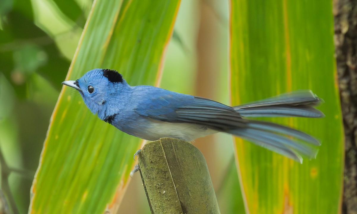 Black-naped Monarch - ML646799600