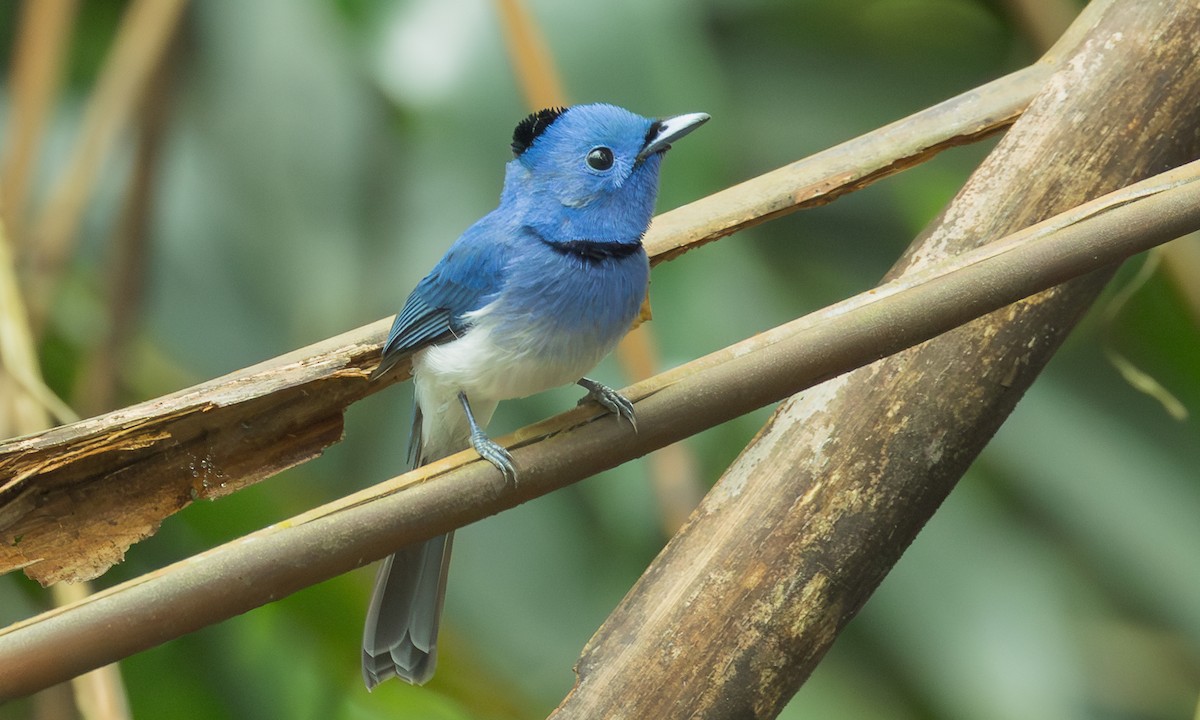 Black-naped Monarch - ML646799601