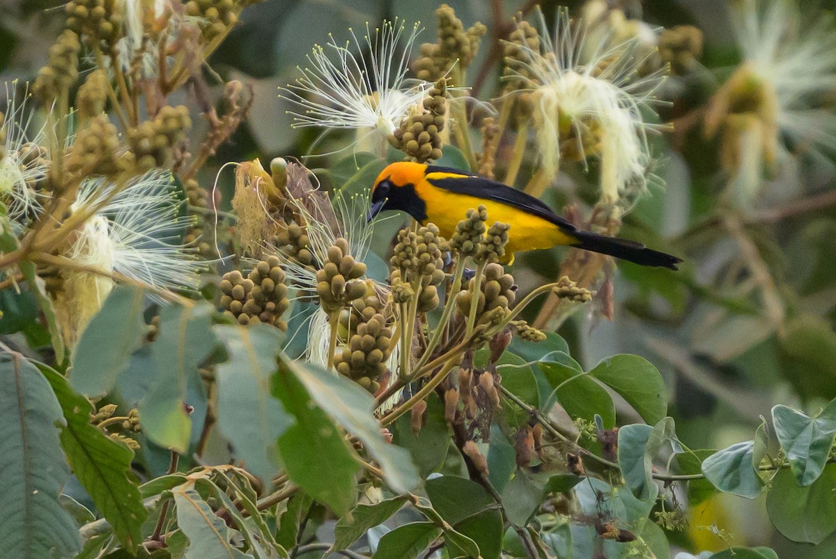 gyllenhettetrupial - ML646799602