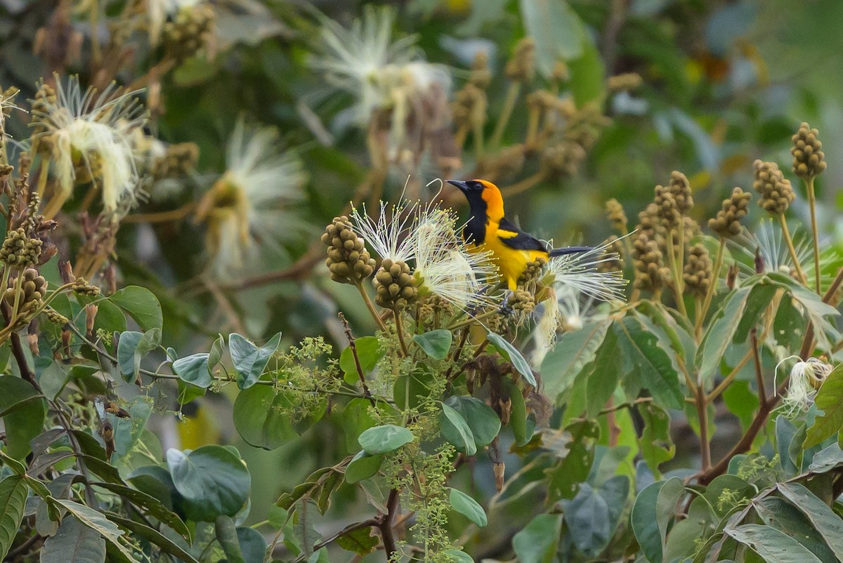 gyllenhettetrupial - ML646799603