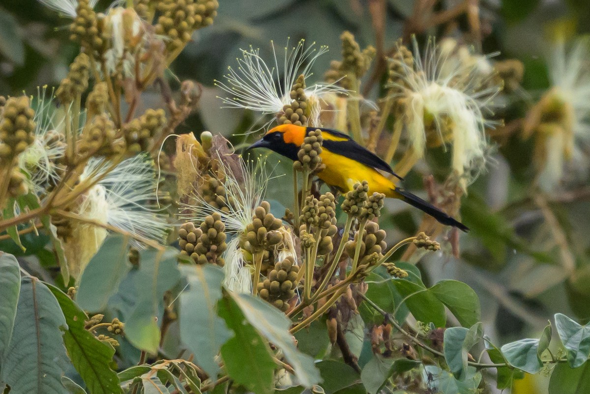 gyllenhettetrupial - ML646799604