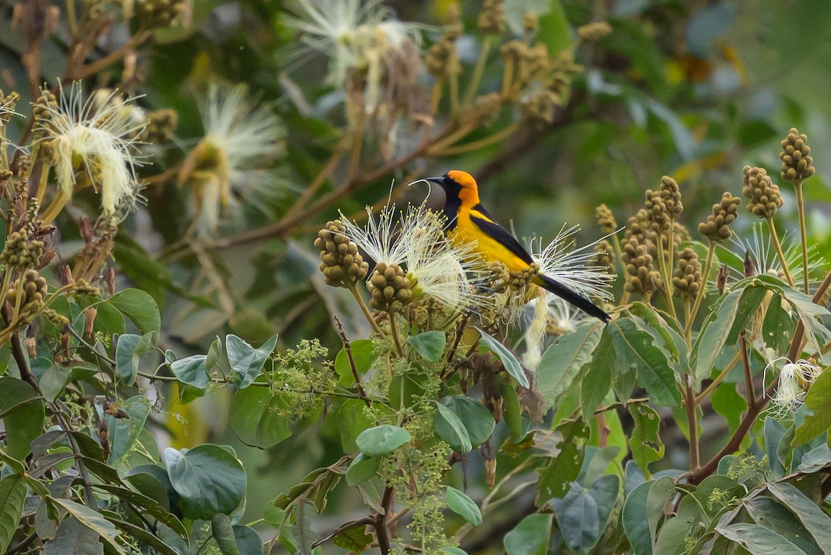 gyllenhettetrupial - ML646799605