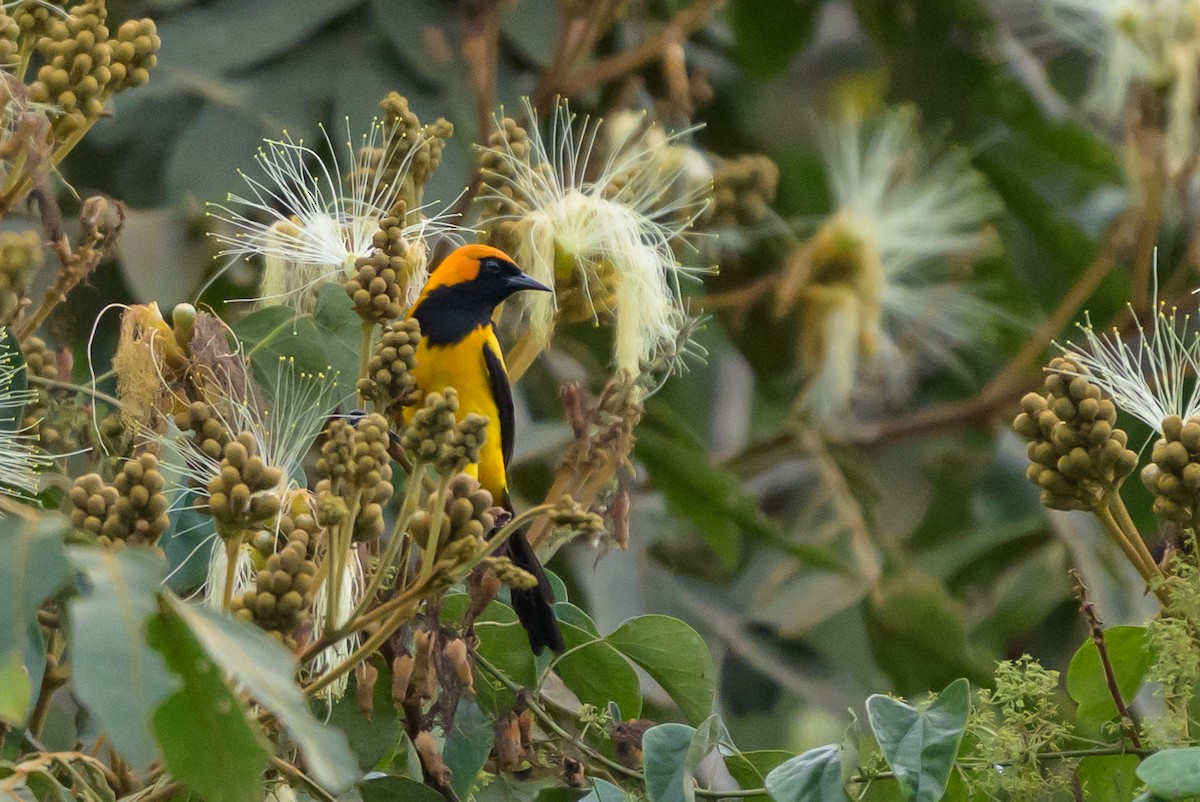 gyllenhettetrupial - ML646799606