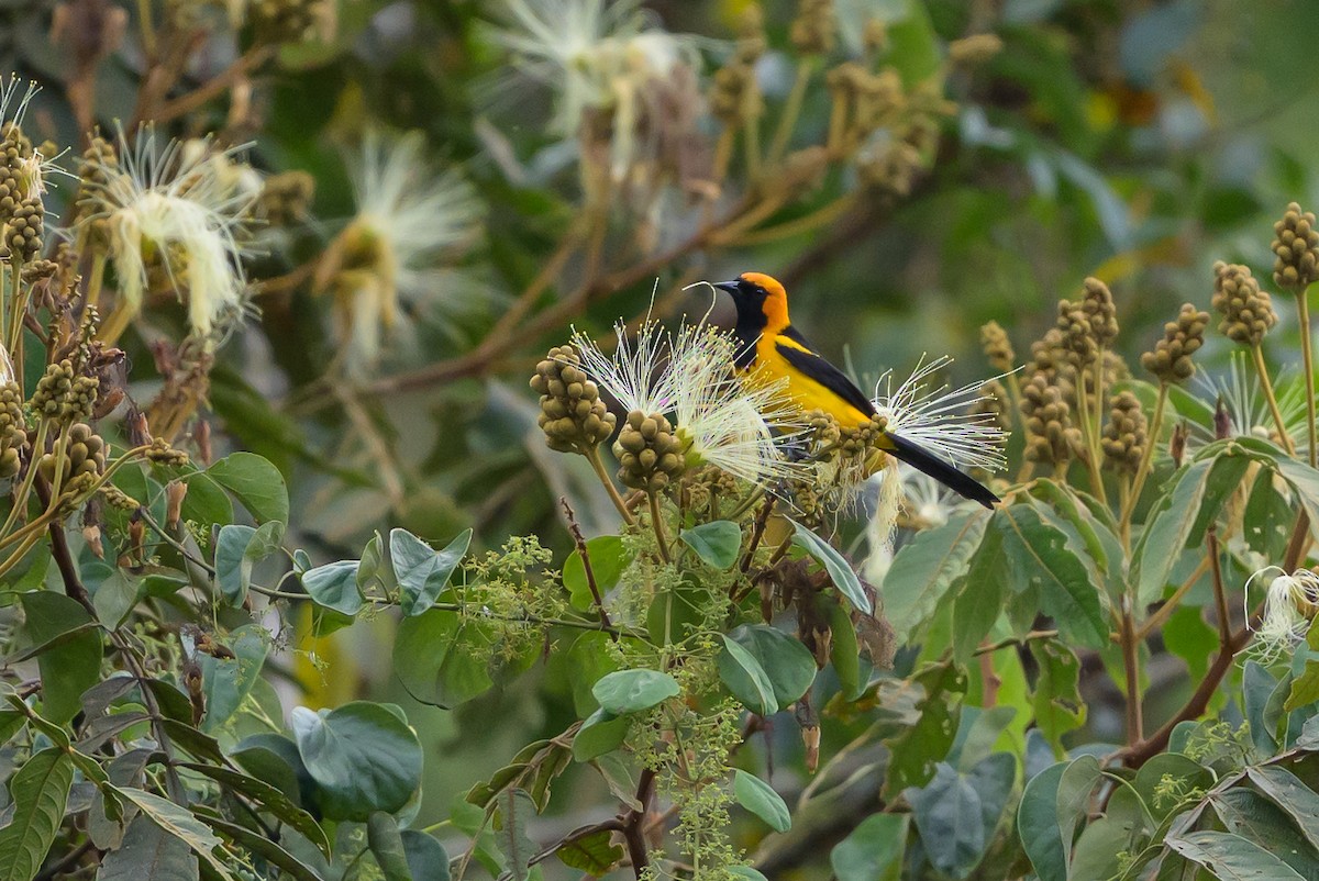 gyllenhettetrupial - ML646799607