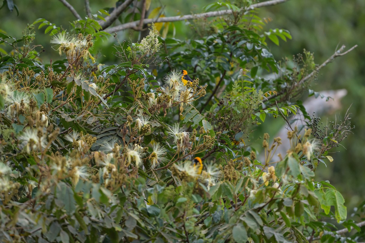 gyllenhettetrupial - ML646799608