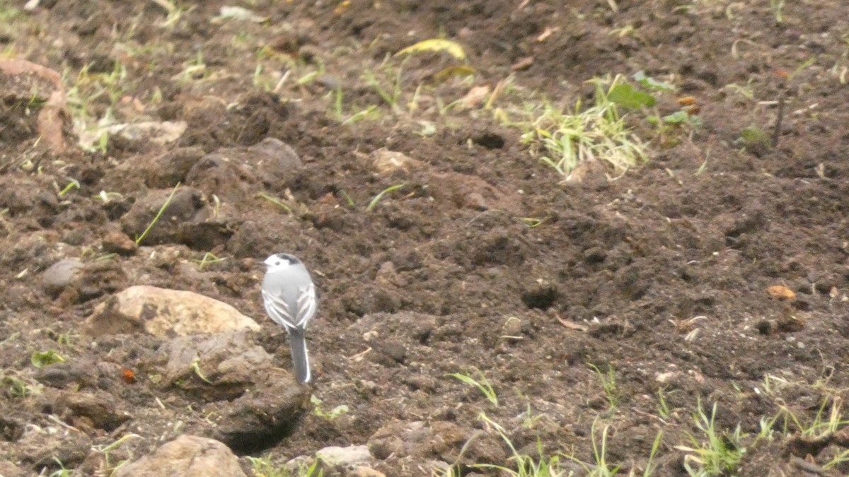 konipas bílý - ML646799609