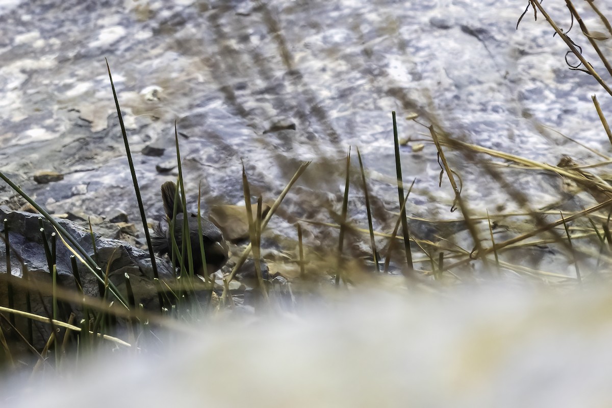 Тапакуло андський - ML646799611