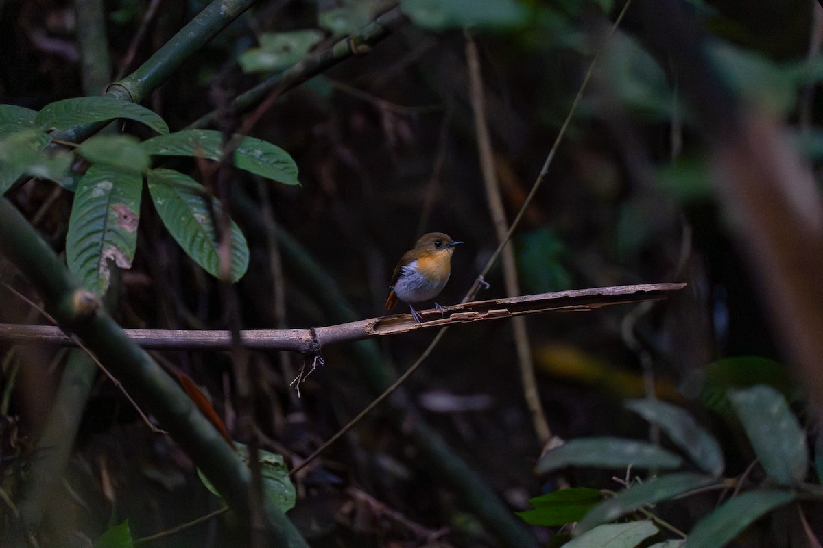 パラワンヒタキ - ML646799612