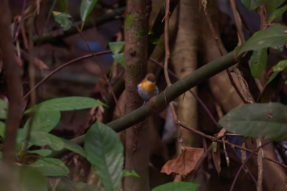 パラワンヒタキ - ML646799613