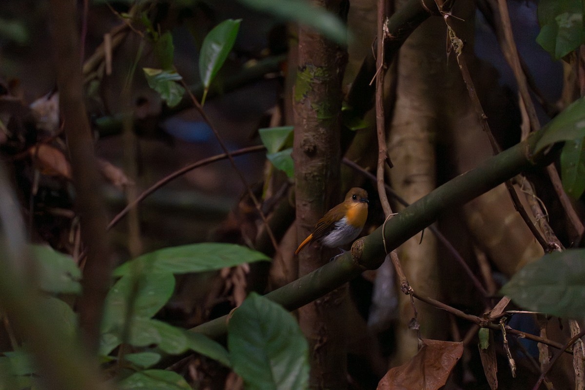 パラワンヒタキ - ML646799614