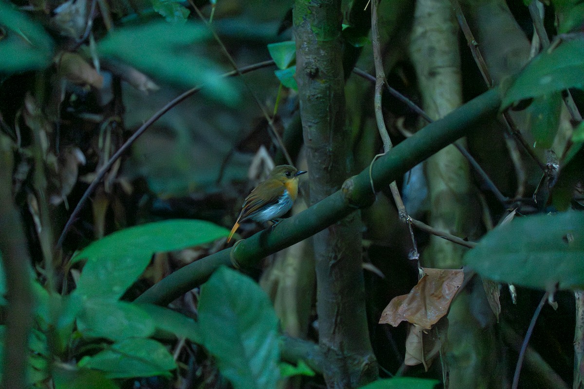 パラワンヒタキ - ML646799615