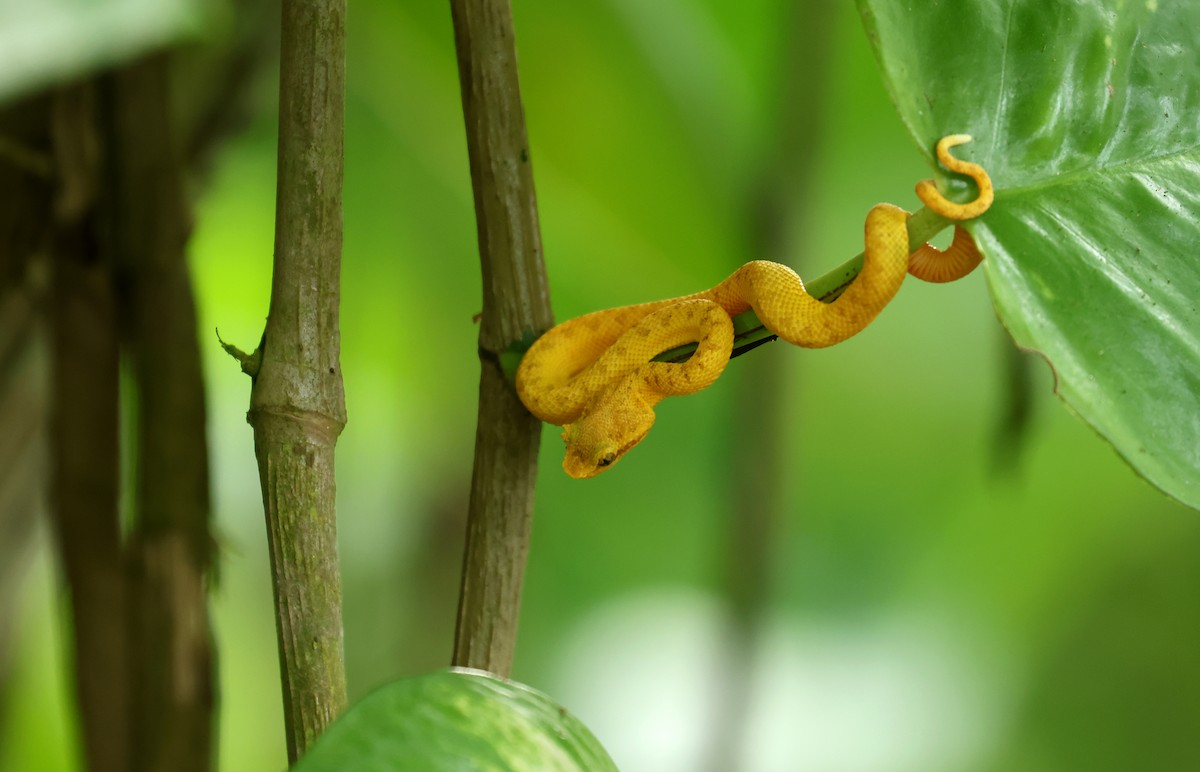 Central American Eyelash-Viper - ML646799616