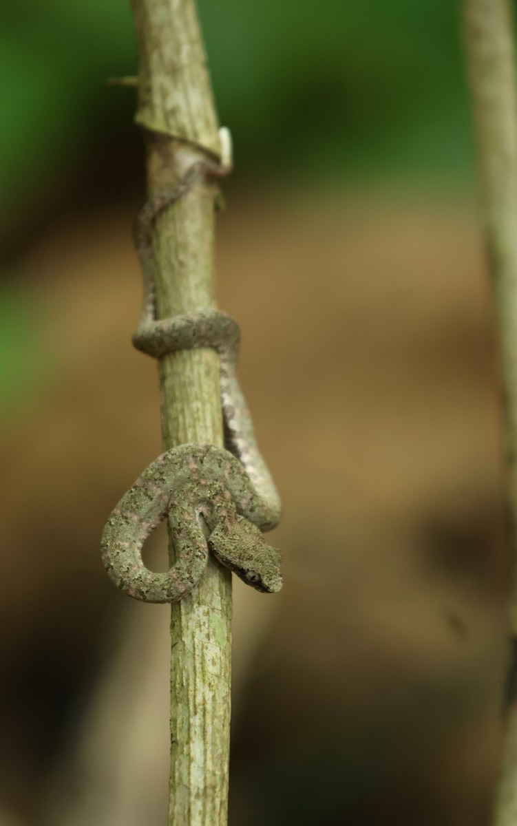 Central American Eyelash-Viper - ML646799617