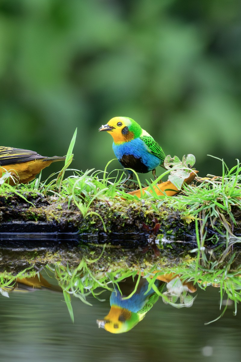 Çok Renkli Tangara - ML646799618