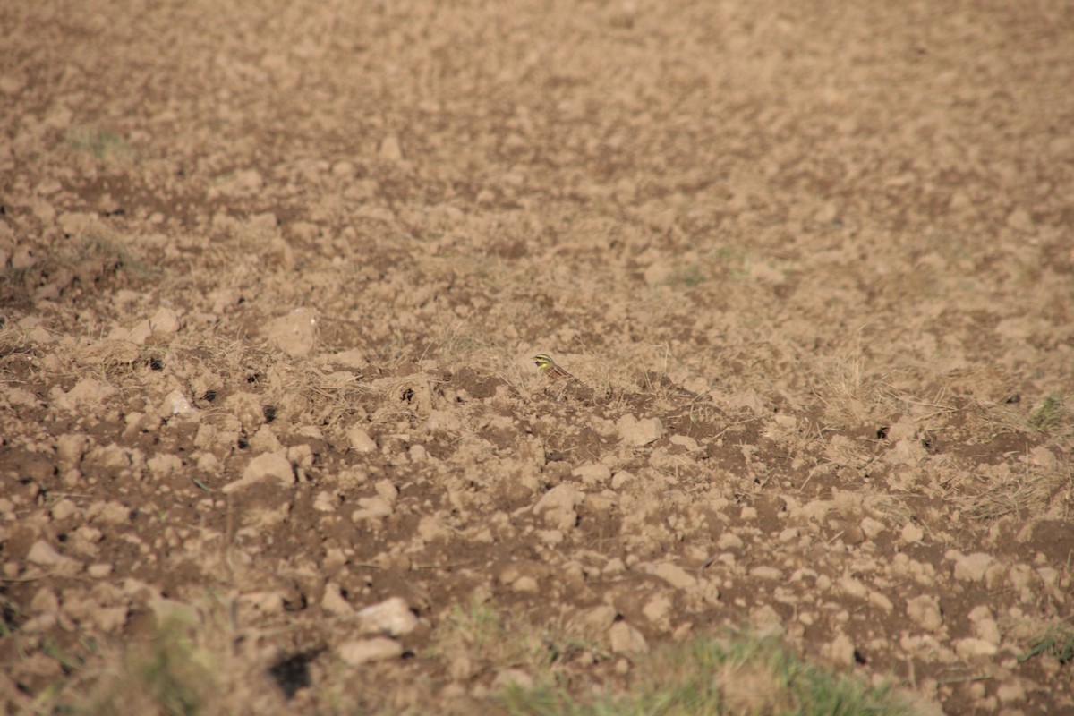 Hesi-berdantza - ML646799619