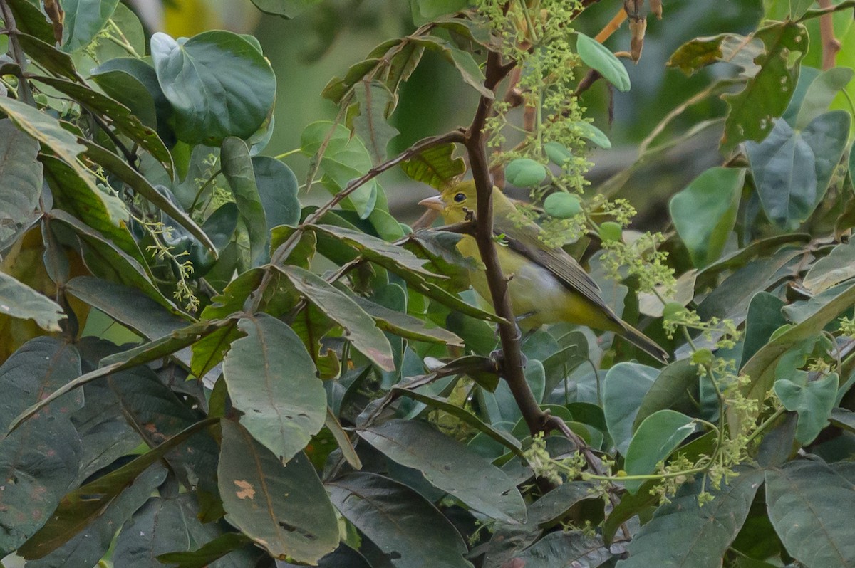 Scarlet Tanager - ML646799620