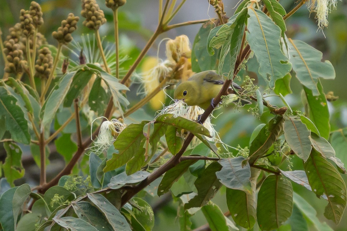 Scarlet Tanager - ML646799621