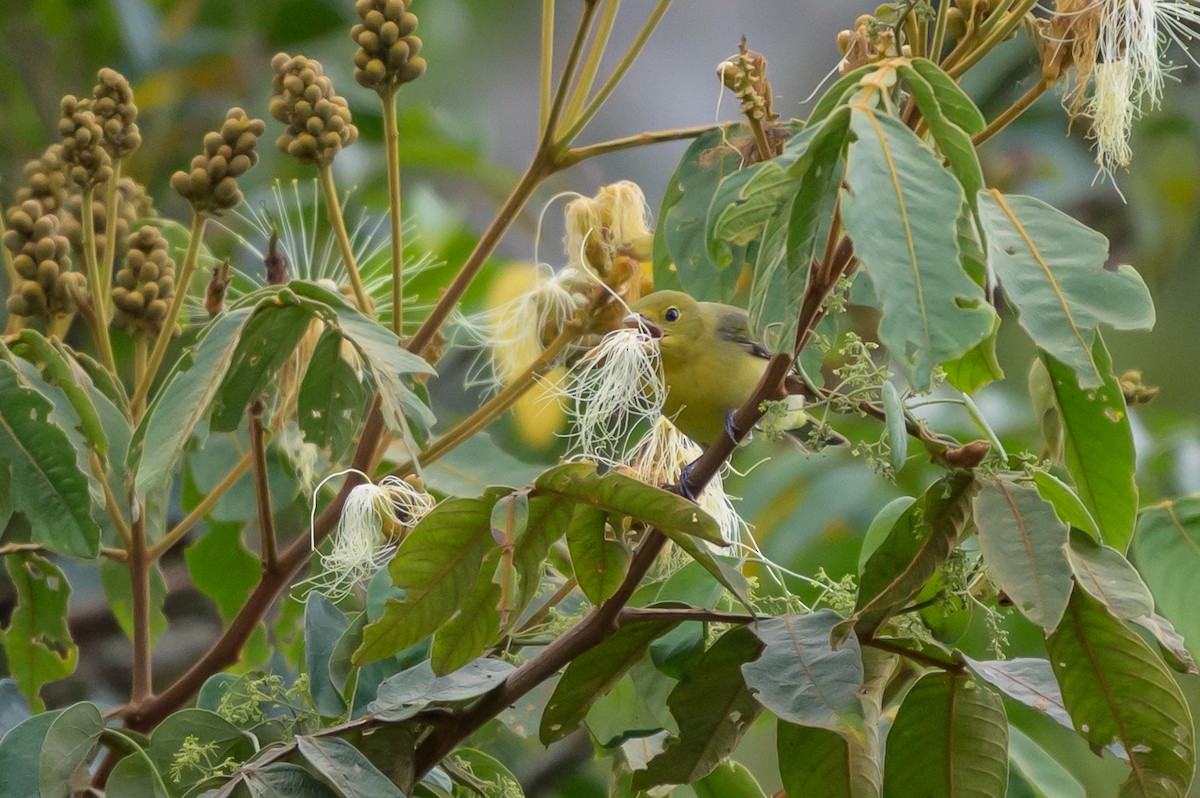 Scarlet Tanager - ML646799622