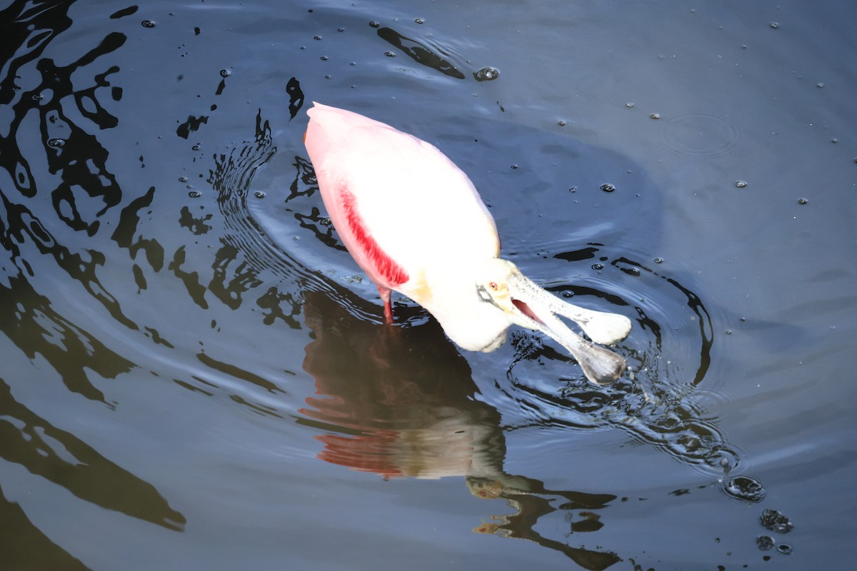 Roseate Spoonbill - ML646799623
