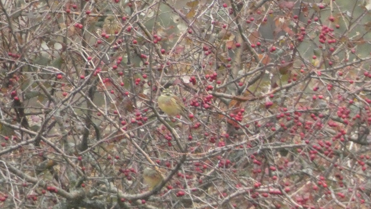 Вівсянка городня - ML646799625