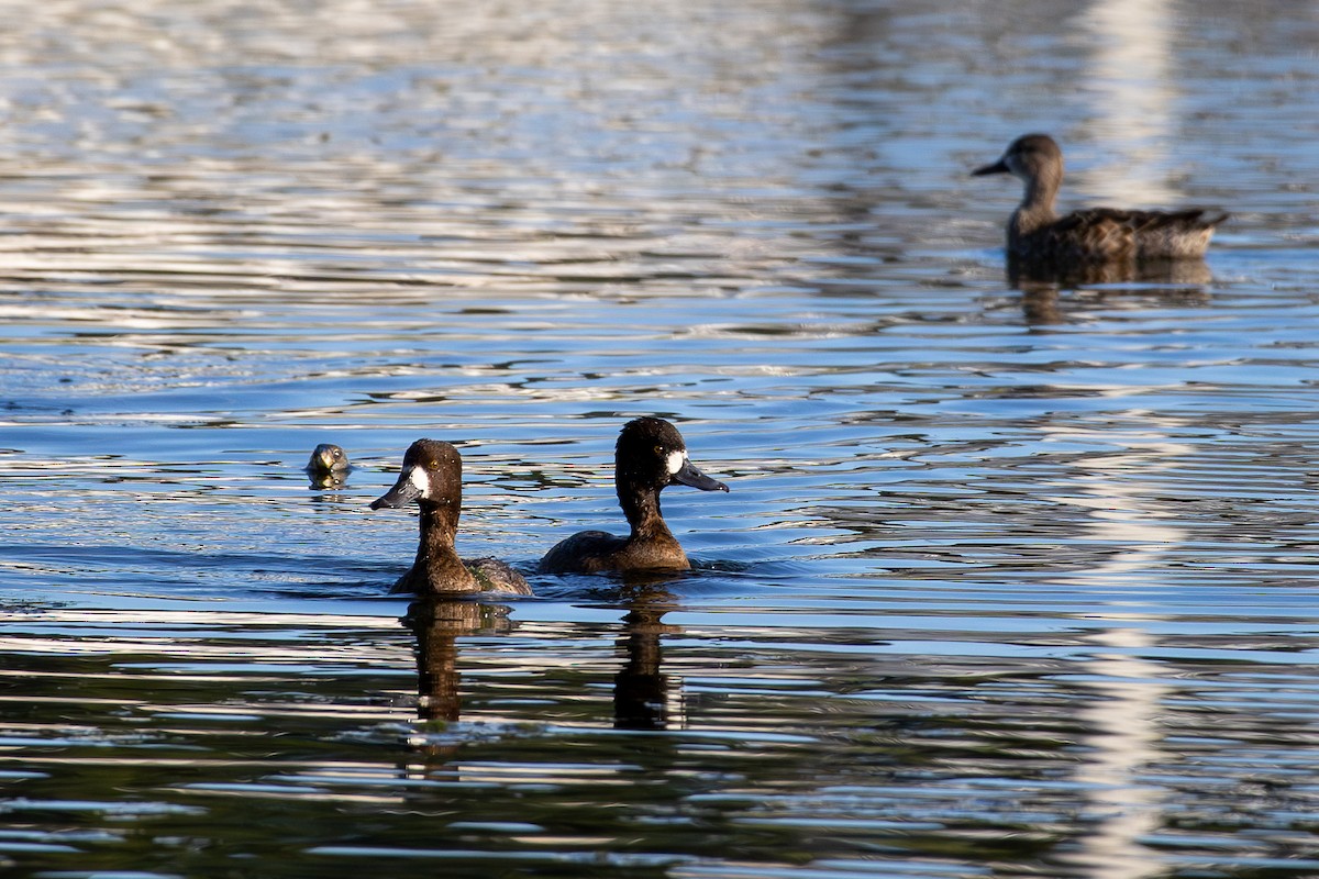 コスズガモ - ML646799626