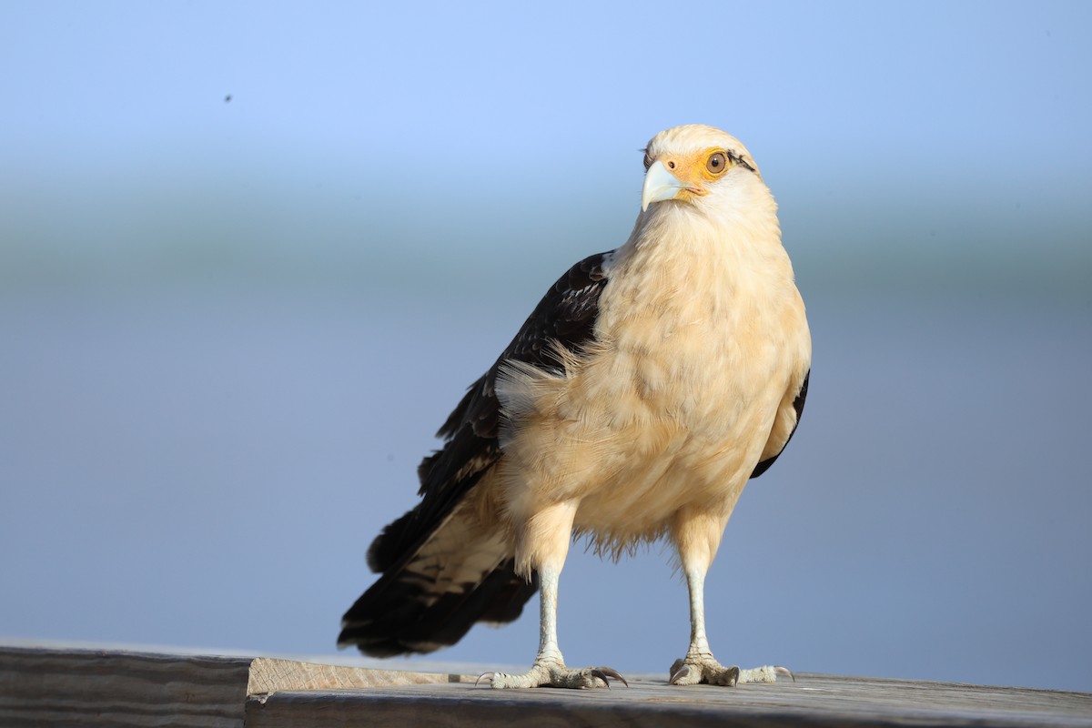 Sarı Başlı Karakara - ML646799627