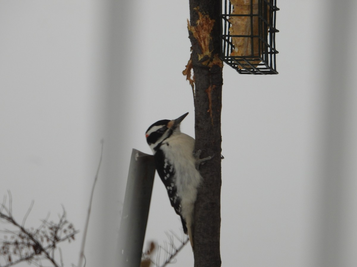 Hairy Woodpecker - ML646799628