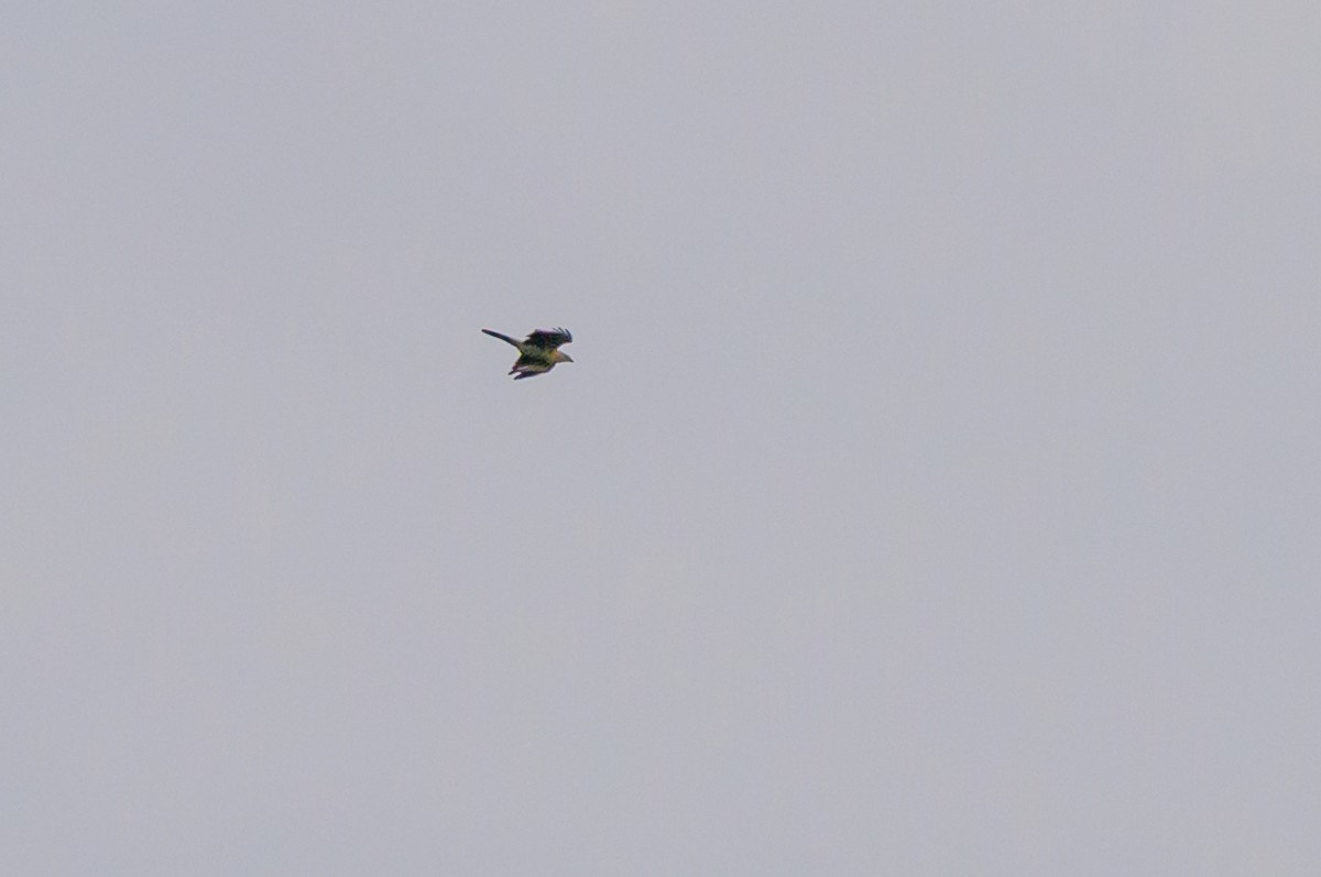 Sarı Başlı Karakara - ML646799629