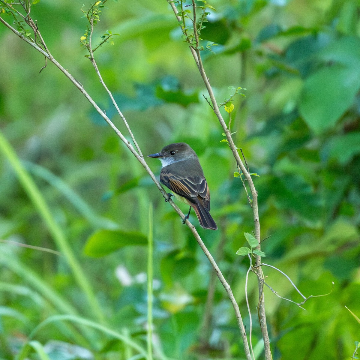 Dusky-capped Flycatcher - ML646799630
