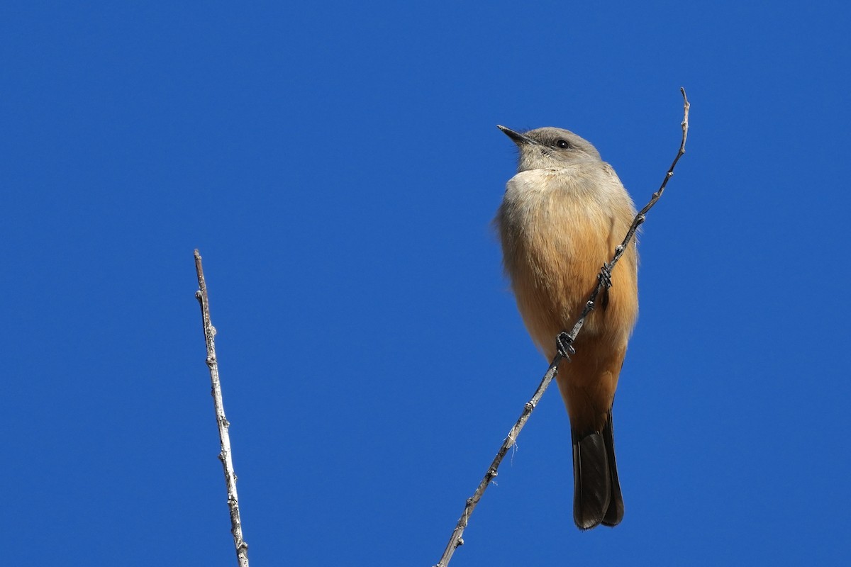 Say's Phoebe - ML646799631