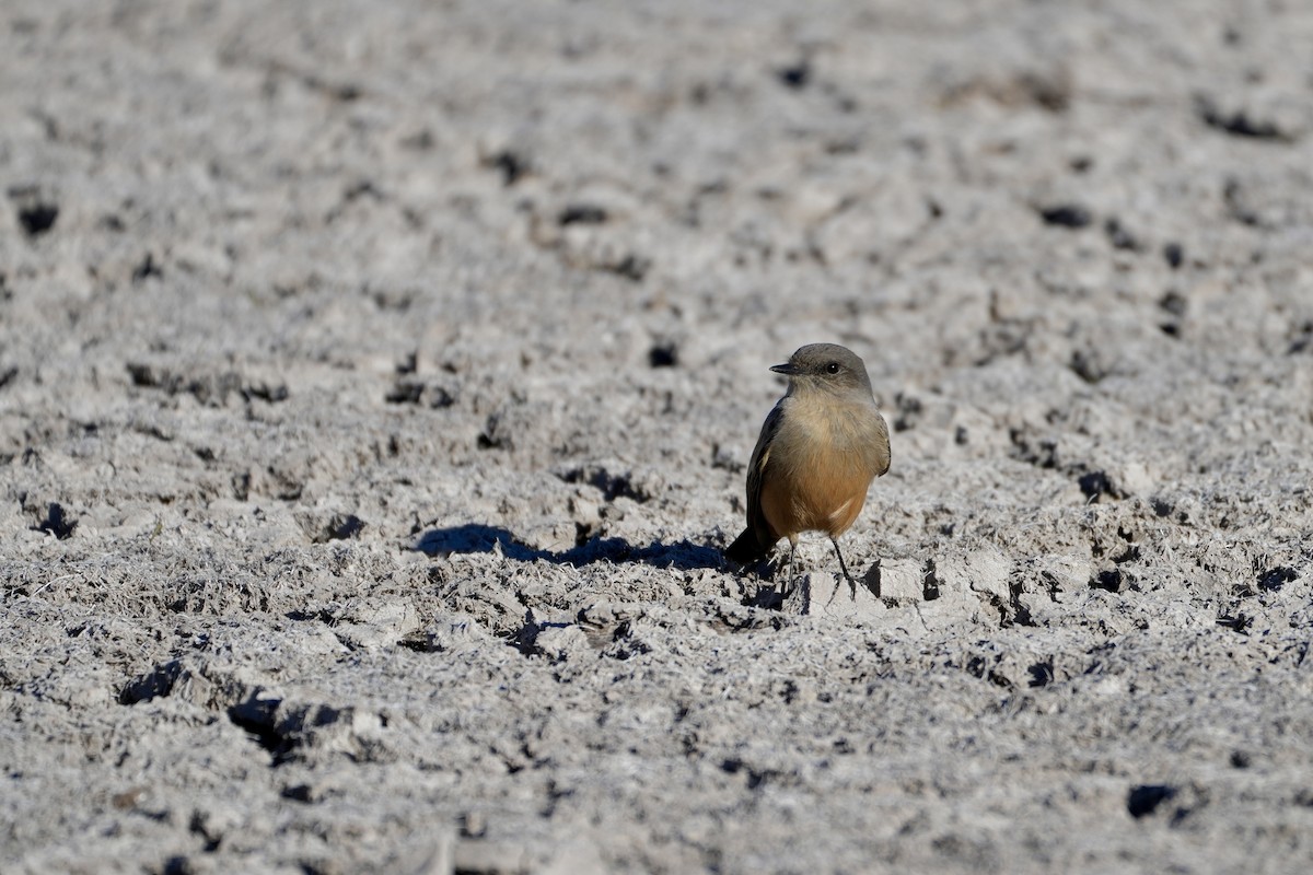 Say's Phoebe - ML646799632