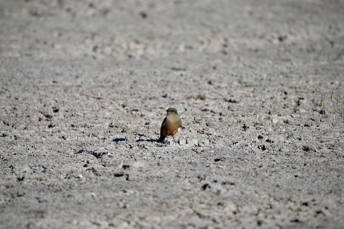 Say's Phoebe - ML646799633