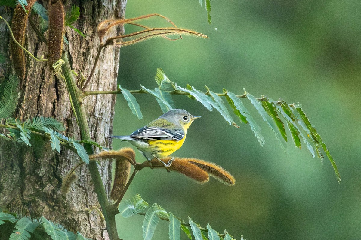Magnolia Warbler - ML646799635