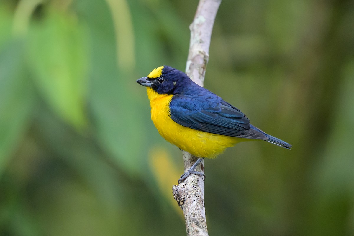 tykknebbeufonia - ML646799637