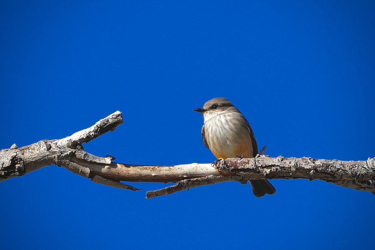 Vermilion Flycatcher - ML646799639