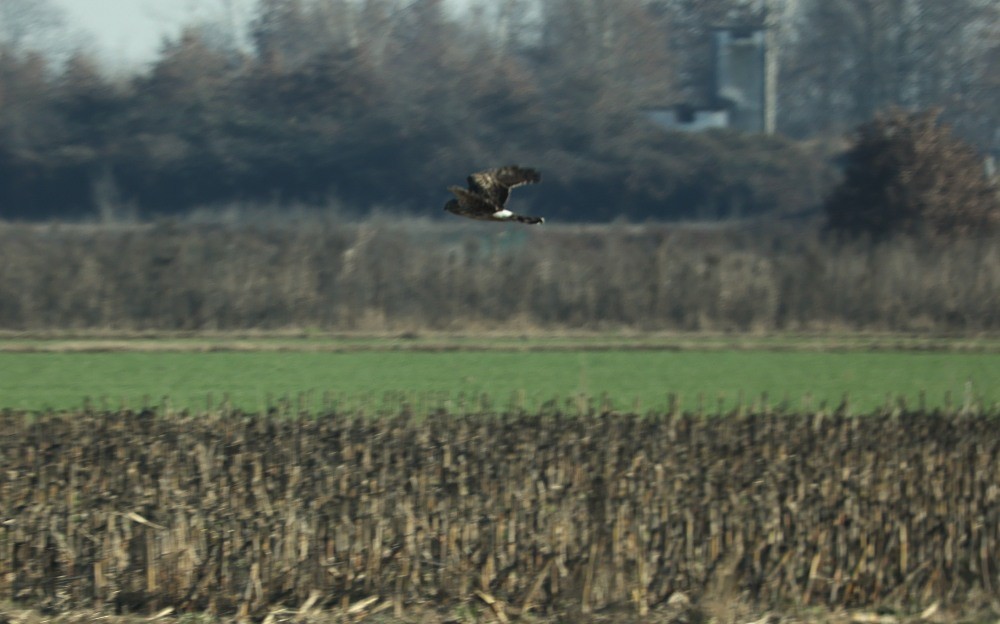 Hen Harrier - ML646799640