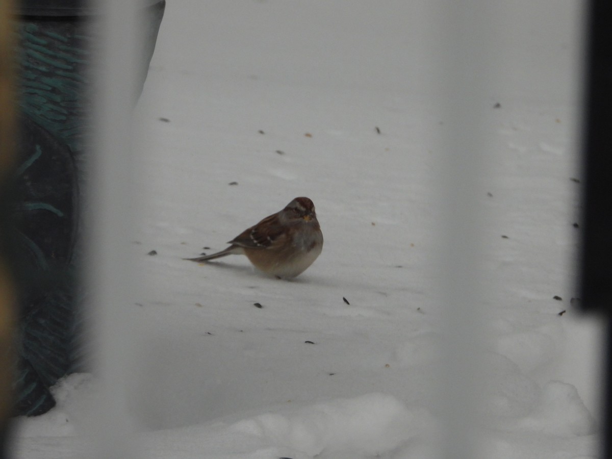 American Tree Sparrow - ML646799643