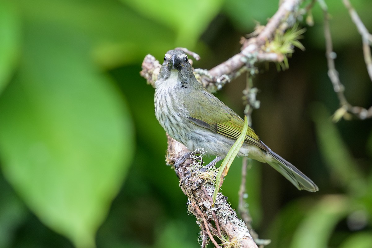 krattsaltator - ML646799644