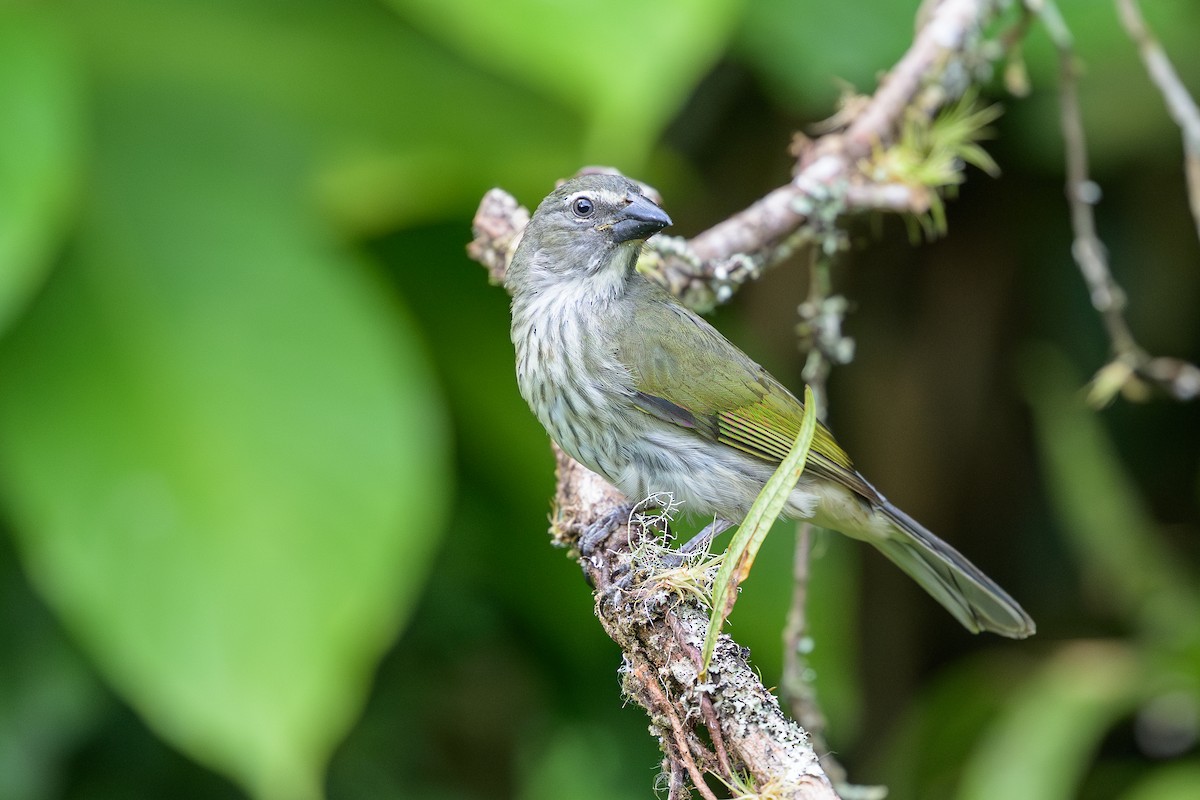 krattsaltator - ML646799645