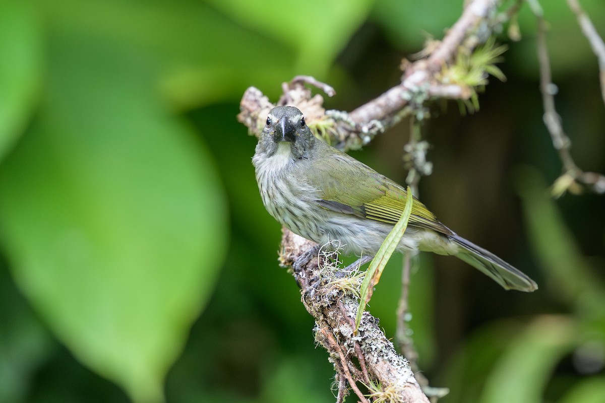 krattsaltator - ML646799646