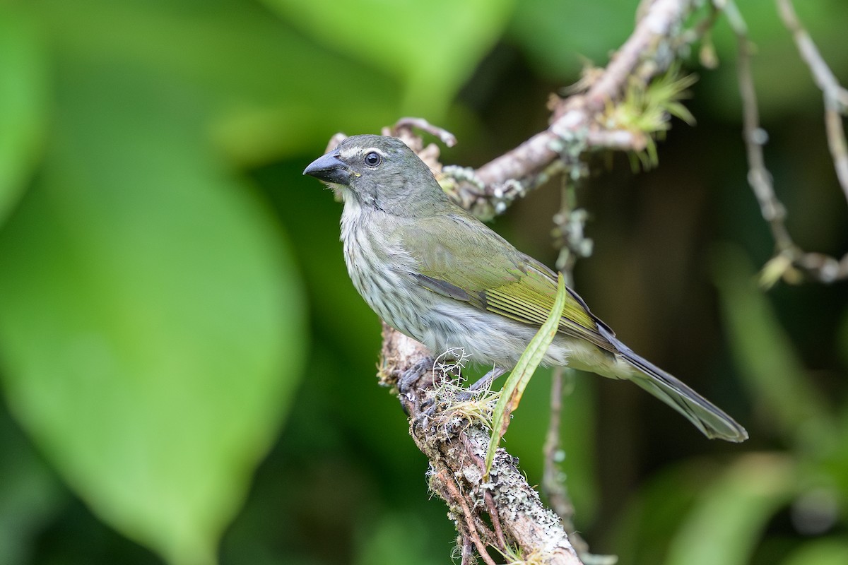 krattsaltator - ML646799647