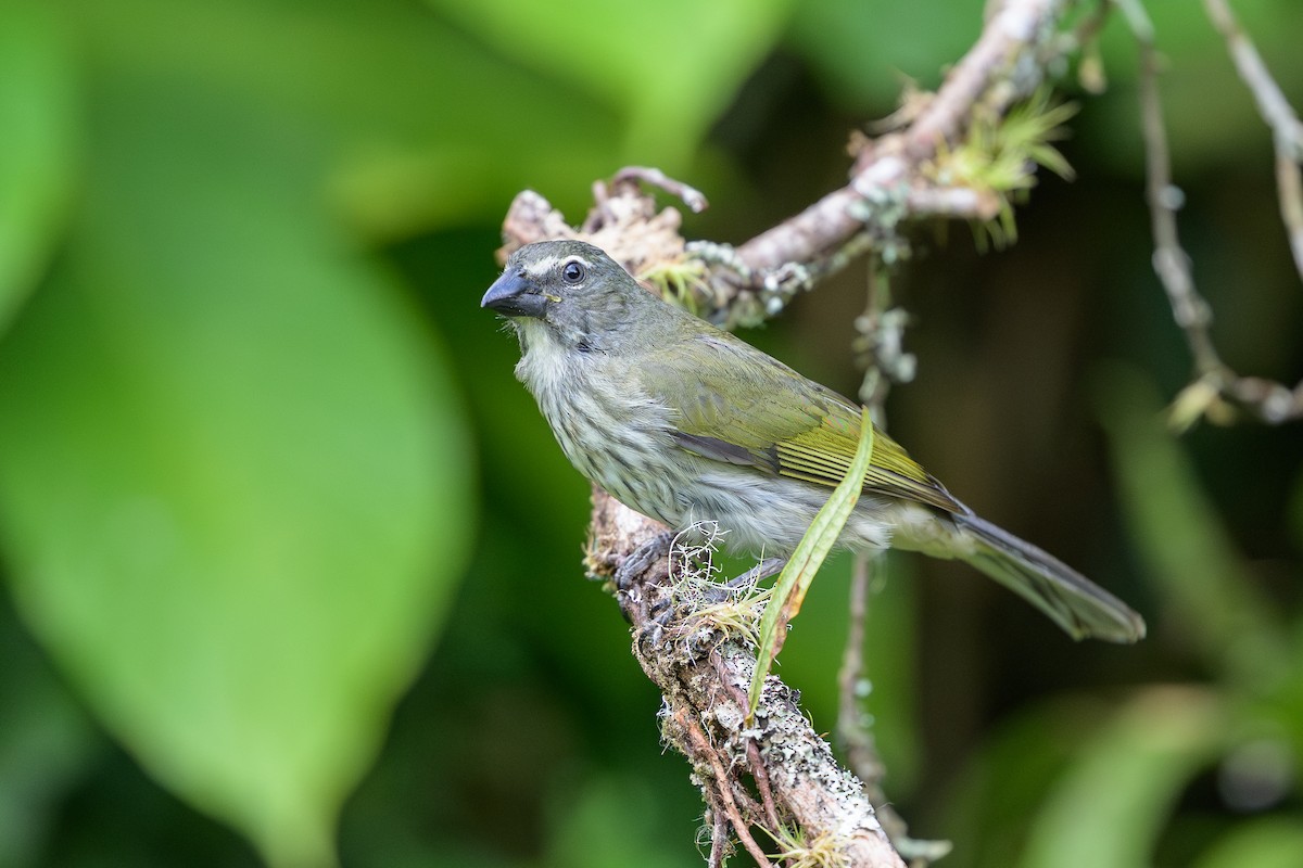 krattsaltator - ML646799648