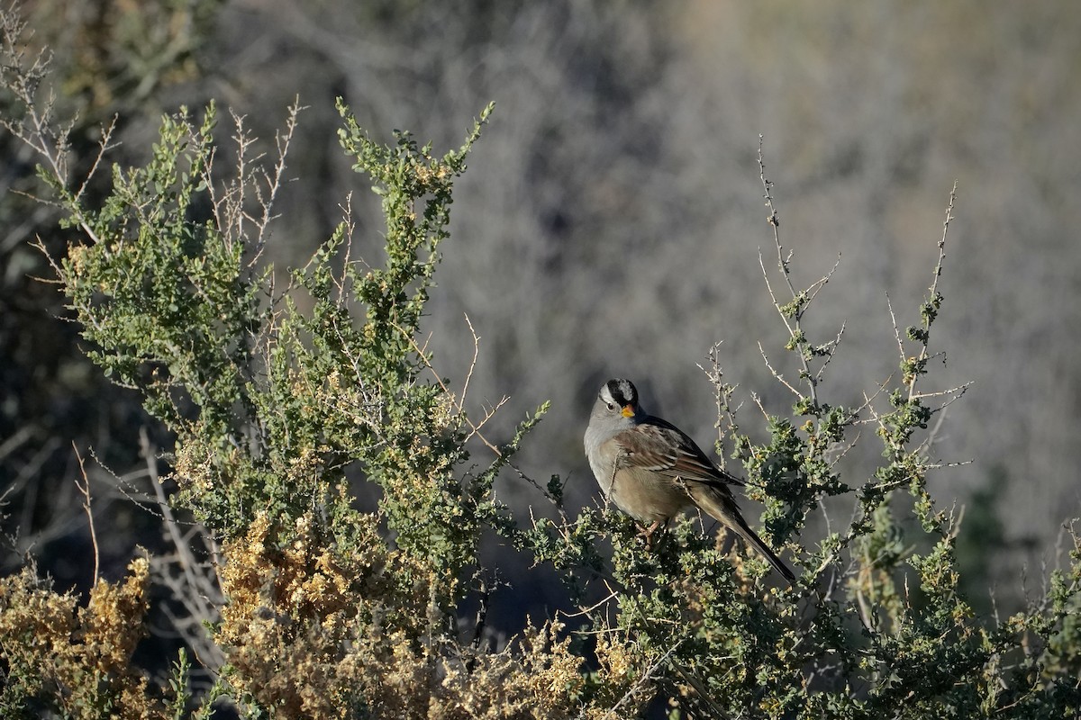 White-crowned Sparrow - ML646799649